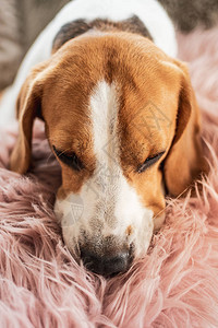 Beagle狗在沙发上睡在图片