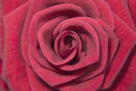 美丽的深红色玫瑰花蕾花草图片