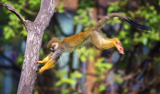 普通松鼠猴子也叫赛米里猴从一棵树图片