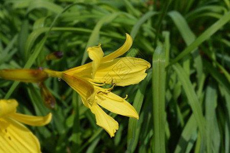 香橼黄花菜拉丁名Hemerocallisc图片