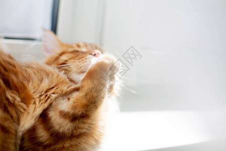 可爱的姜缅因猫舔爪子文本空间图片