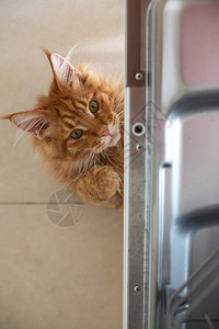 有趣的红色虎斑缅因浣熊小猫在洗碗机里玩耍背景图片
