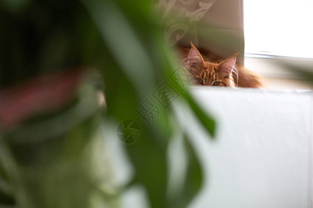 可爱的姜汁芒果小猫在花瓶里爬到郁金香上Spacefo图片