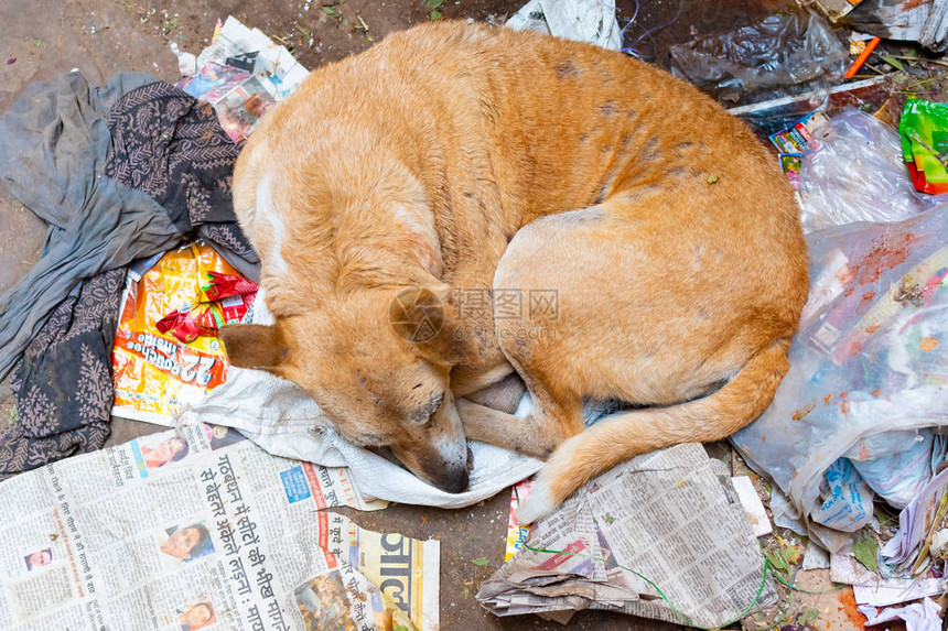生病和贫穷的流浪狗或流浪狗睡在地板上图片
