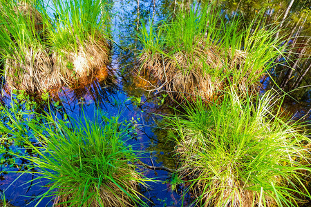 在沼泽的春天绿色的拖鞋天空在干图片