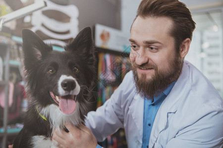 一个快乐的兽医在体检后对可爱的快乐健康的狗微笑的特写专业兽医正在检图片