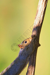 SquirrelAntics野生物背景背景图片