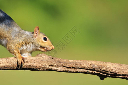 SquirrelAntics野生物背景背景图片