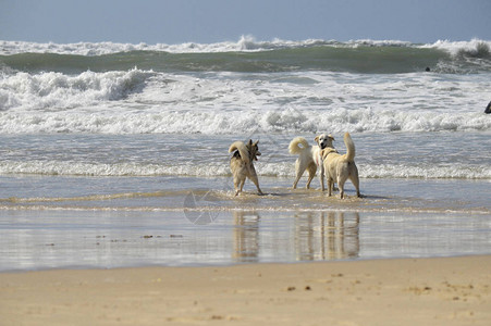 戈登海滩快乐的哈斯基犬和冲浪者在以图片