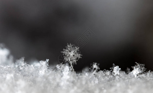 雪上的雪花图片是在8C背景图片