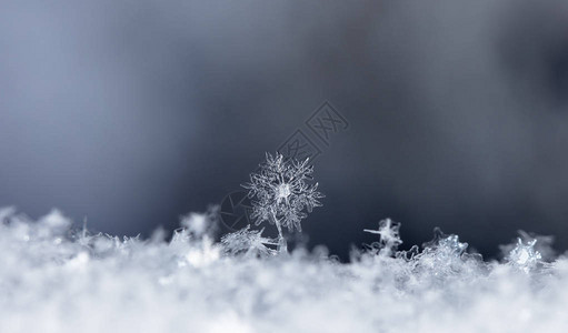 雪上的雪花图片是在8C背景图片