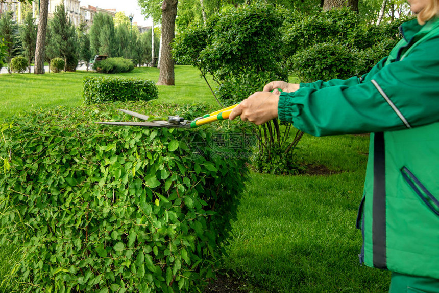 一名穿着绿色工作服的园丁妇女在公园里用剪刀或剪刀砍灌木丛图片