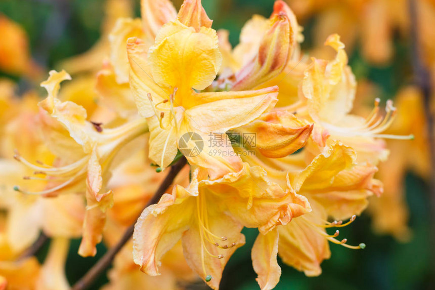 Rhododendronzalea春园中各种颜色的花朵关闭图片