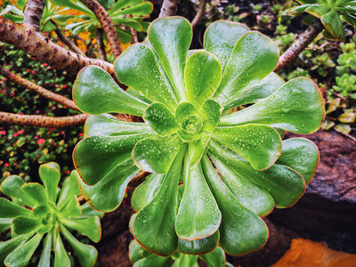 湿绿色Aeonium肉质植物的特写视图图片