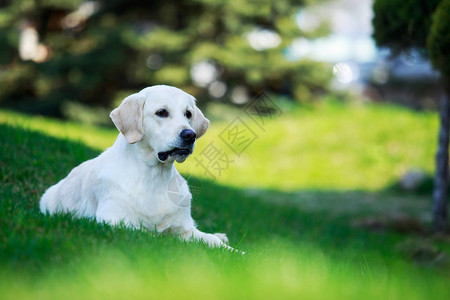 狗在绿草上繁殖金毛猎犬图片