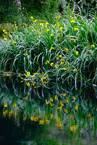 河岸水边印象派花园池塘草地上的图片