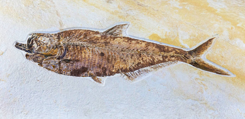 非常古老的鱼化石图片