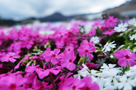 花园里盛开的粉红色鲜艳的花朵背景图片