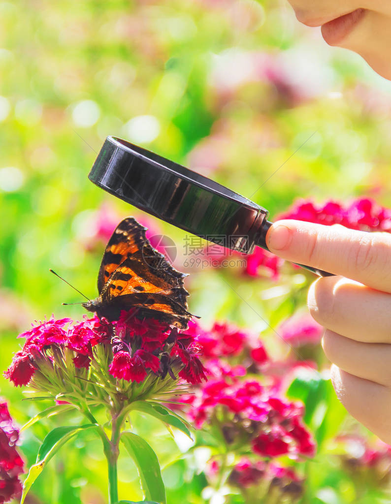 在放大玻璃蝴蝶的外观中坐在花朵上有选择的图片