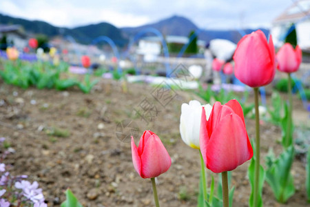 在日本东京川水城花园图片