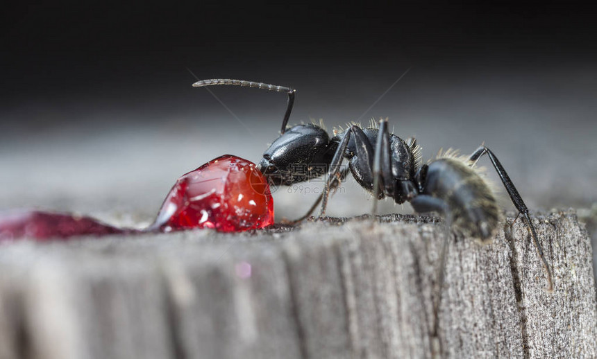原生栖息地中的大蚂蚁图片