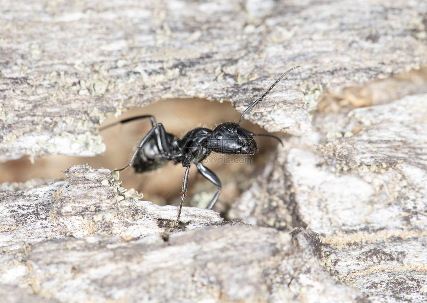 原生栖息地中的大蚂蚁图片