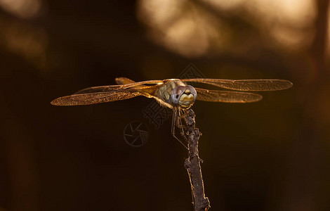 原生栖息地的大蜻蜓图片