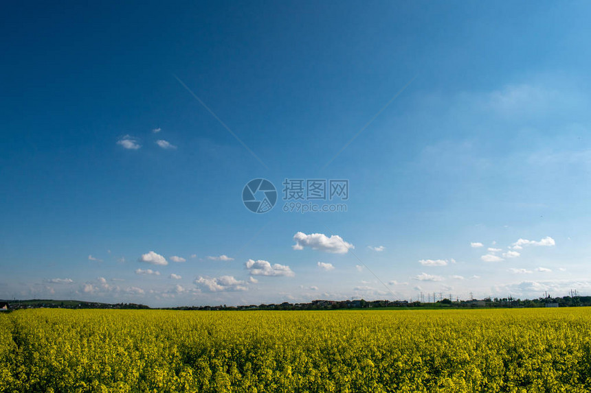 油菜田和蓝天的风景图片