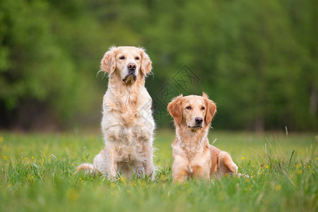 春天草地上的两只金毛猎犬小景深图片