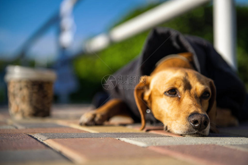 孤单被遗弃的无家可归饥饿流浪狗带着悲伤的脸坐在街上图片