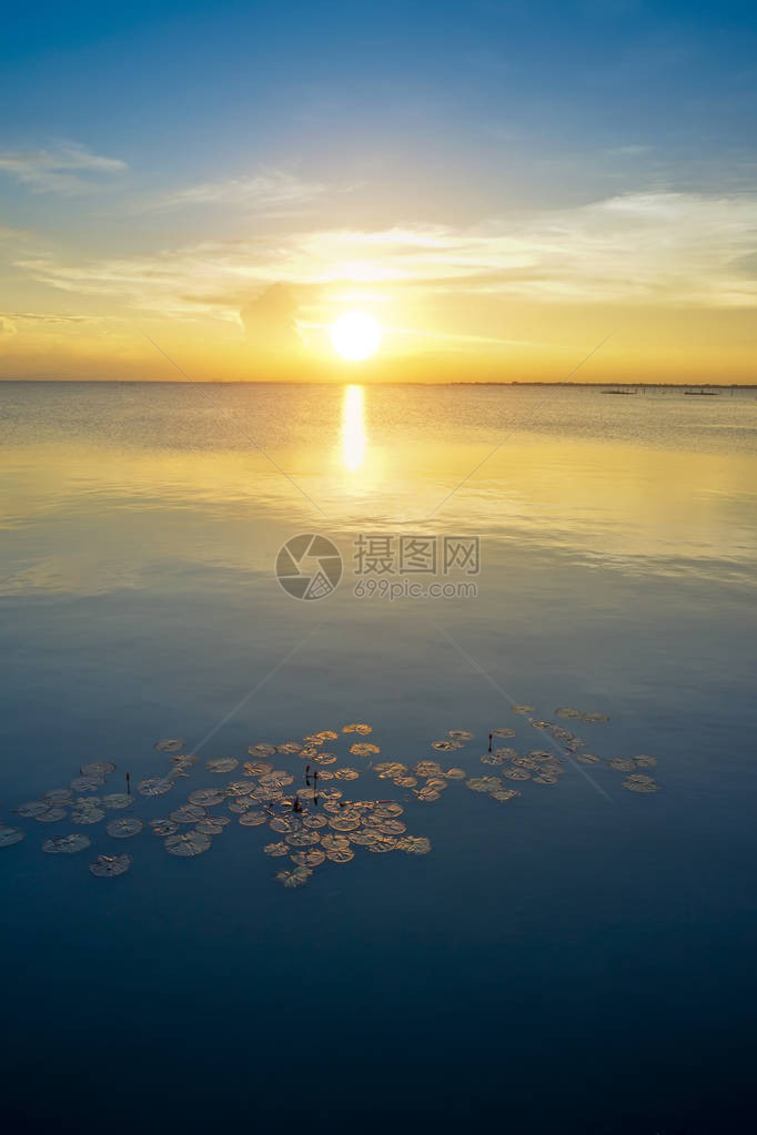 黄金时段湖边日落天空的水中倒影睡莲叶图片