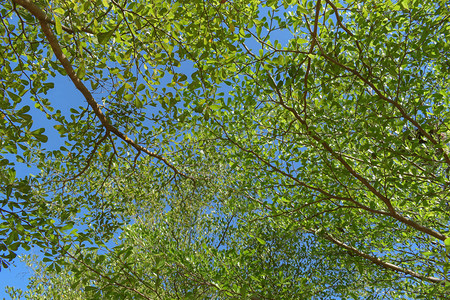 大自然中大树的绿叶枝图片