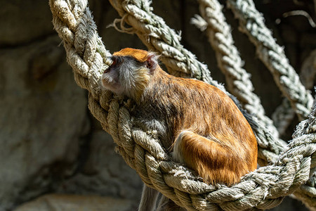巴塞罗纳动物园的帕塔斯猴子Erythrocebus图片