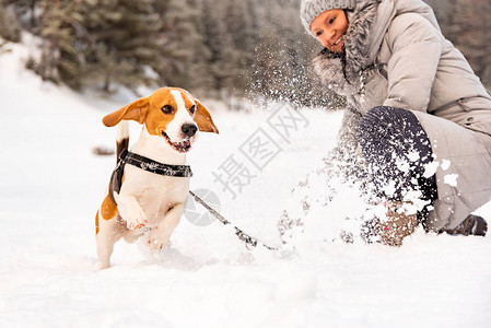 年轻女孩在冬天和她的比格尔狗散步第一次在图片