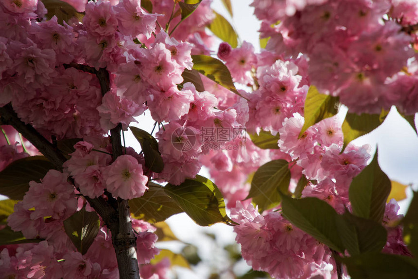 春天的樱花树樱花樱花树图片
