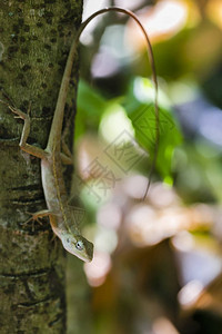 花园蜥蜴靠近树图片