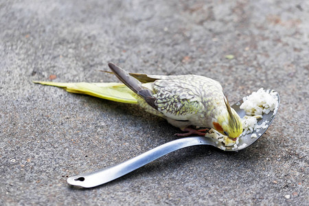 Cockatiel近身肖像Nymphicushollan背景图片