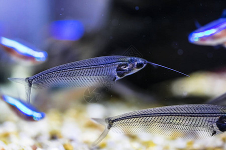 水族馆里的印度玻璃鲶鱼背景图片