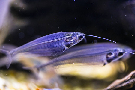 水族馆里的印度玻璃鲶鱼图片