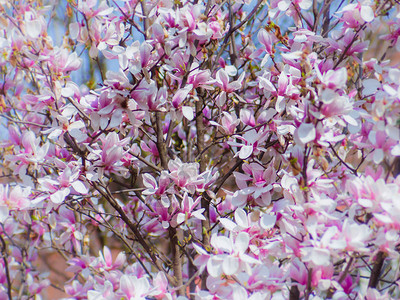 明亮美丽的日本木兰树盛开花朵漂亮图片