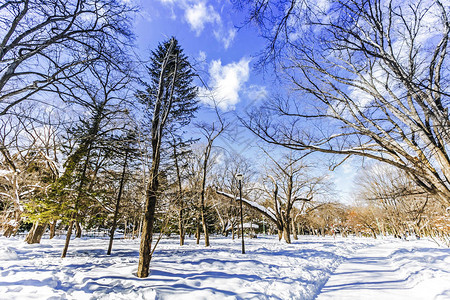 寒冬的天空树枝和雪图片