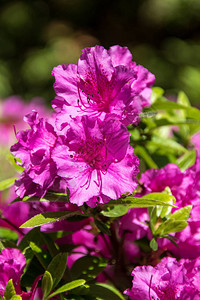 花园里一朵非常鲜艳的紫色花朵的特写图片