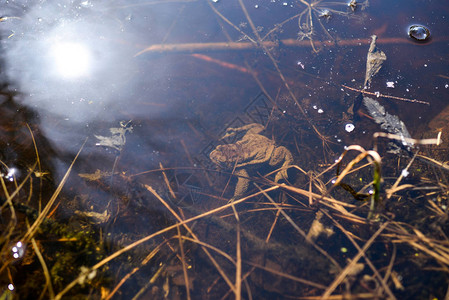 青蛙温暖的春天阳光明媚图片