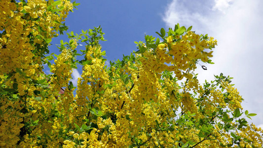 黄色的青菜药厂卡拉加纳阿博瑞森豆腐树春天图片