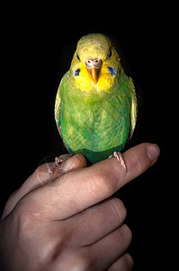 鹦鹉雌鹦鹉绿鹦鹉鸟栖息在黑色背景上图片