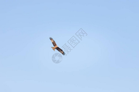一只棕色的鹰在湛蓝的天空中翱翔中景图片