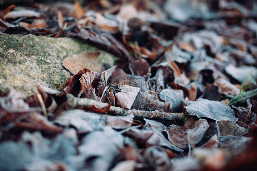 地面上接近干秋叶的干燥秋叶图片