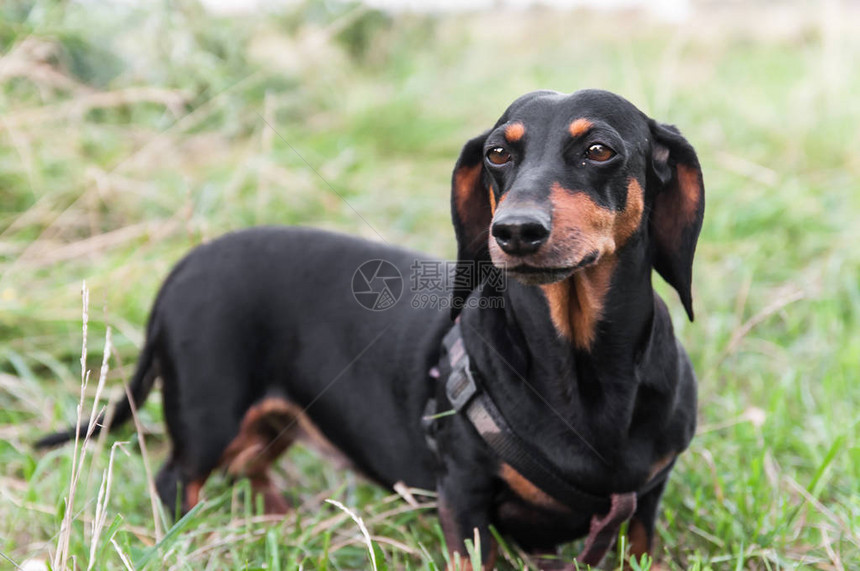 dachshund黑棕色的肖像图片