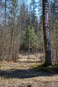 森林春天的干树空图片
