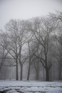 露着树干在雾中图片